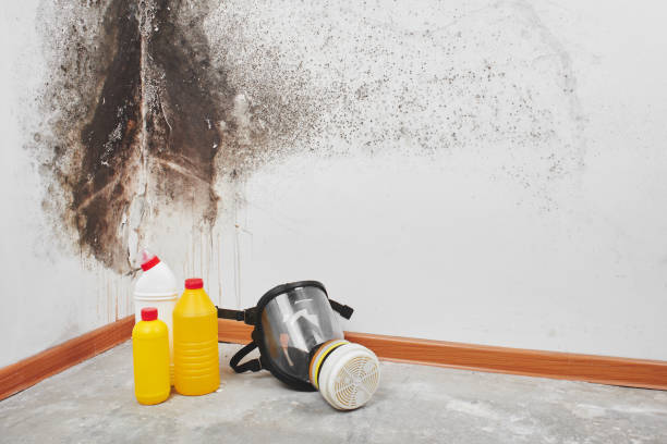 Best Certified Mold Removal  in Beloit, KS
