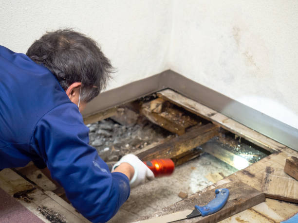 Professional Mold Removal in Beloit, KS