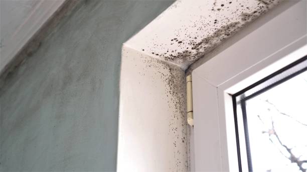 Best Mold Remediation Experts  in Beloit, KS