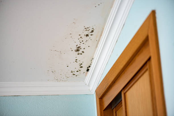 Best Home Mold Removal  in Beloit, KS