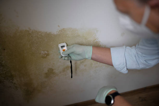Best Attic Mold Removal  in Beloit, KS