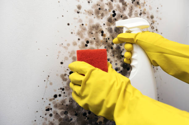 Best Mold Remediation  in Beloit, KS